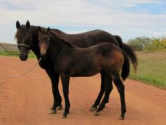 2016 Foal Paddys Gin Falcon JW